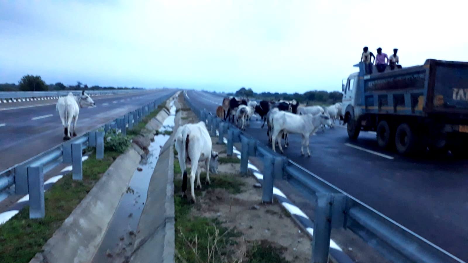 Bundelkhand Expressway's soil cut in Auraiya, cattle occupied in Mahoba