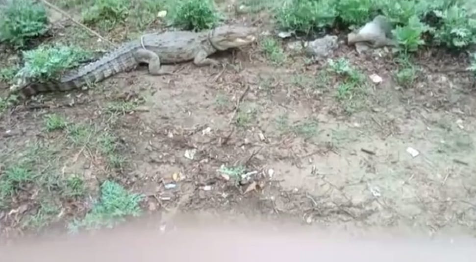 Crocodile reached the house of Awajipur village of Fatehpur, appeared for the fourth time in a month