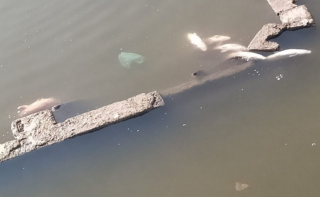 The process of dying of fish is not stopping
