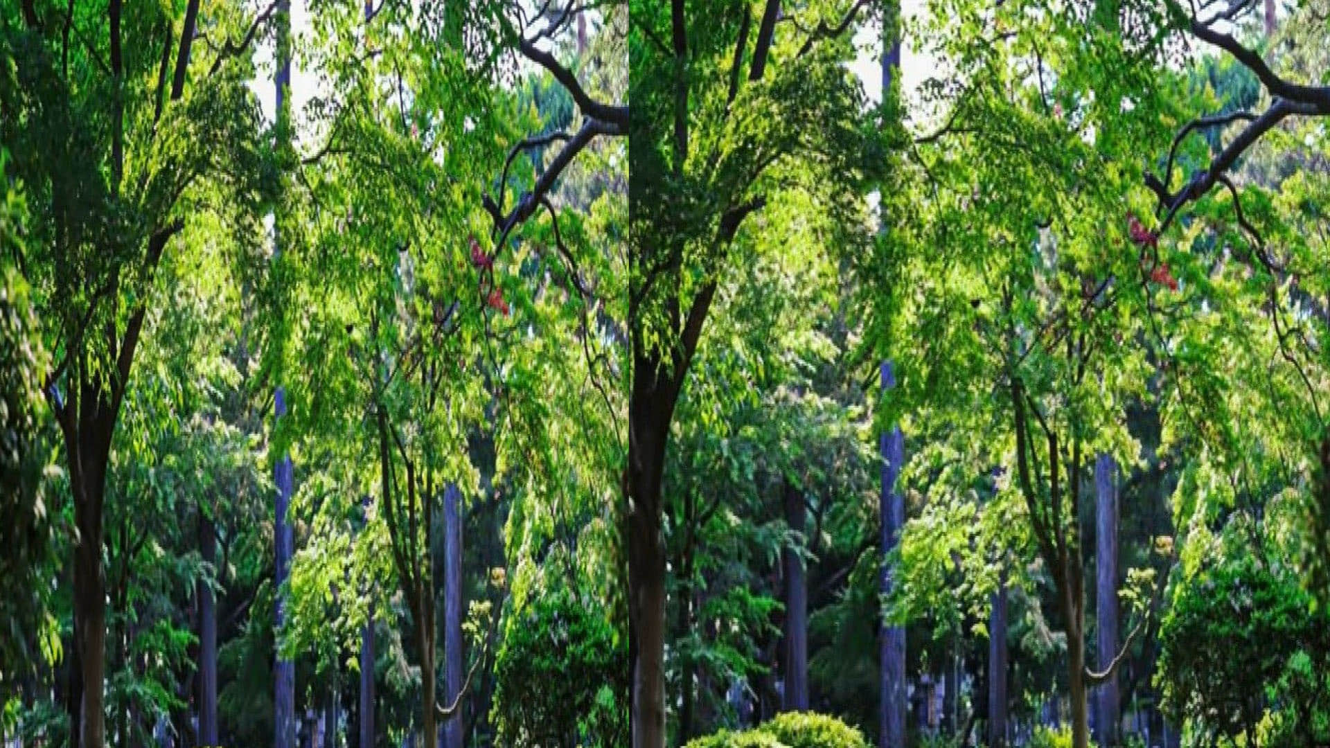 optical illusion photo picture puzzle hidden butterfly in this brainstorming photo google trends