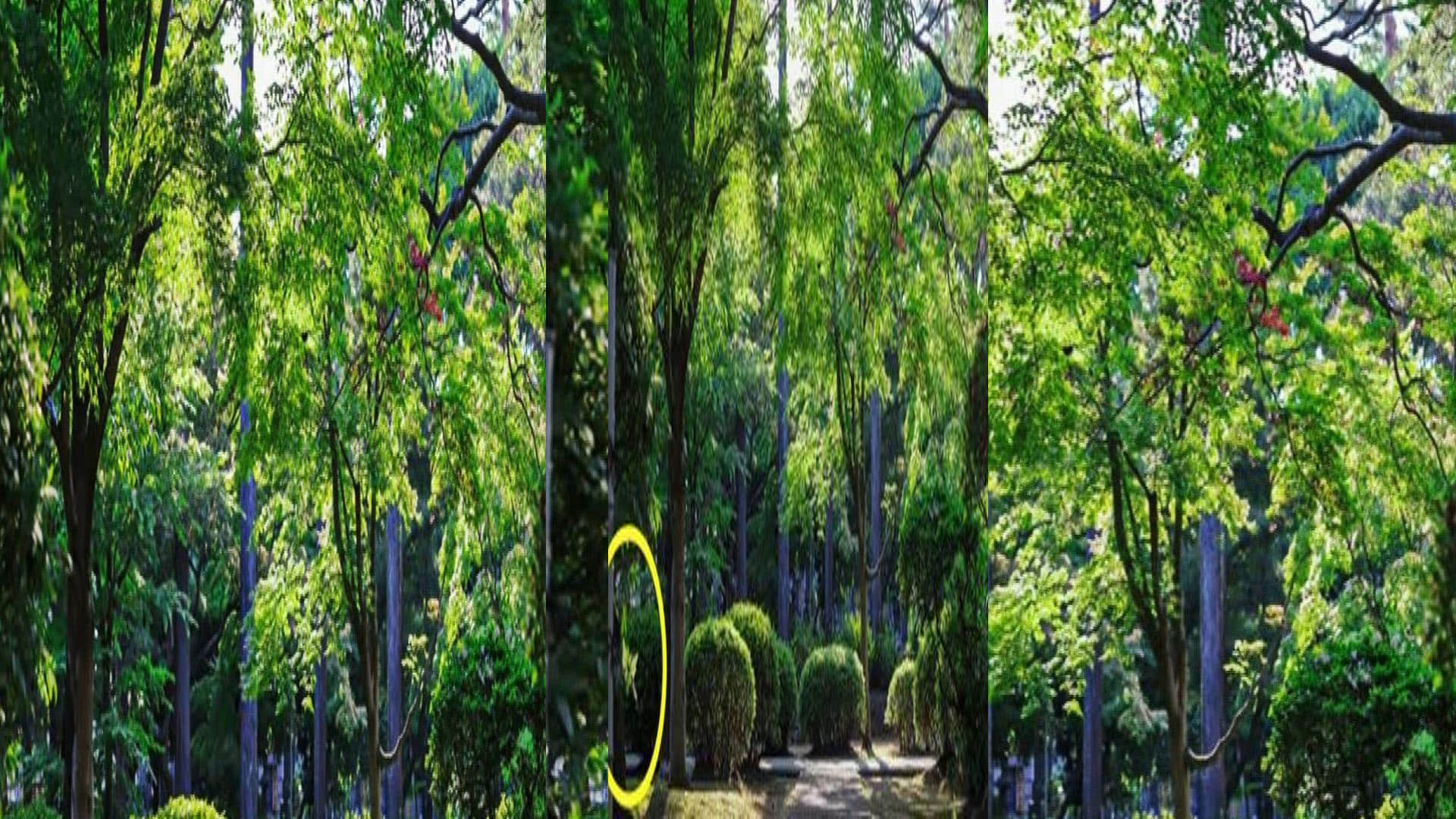 optical illusion photo picture puzzle hidden butterfly in this brainstorming photo google trends