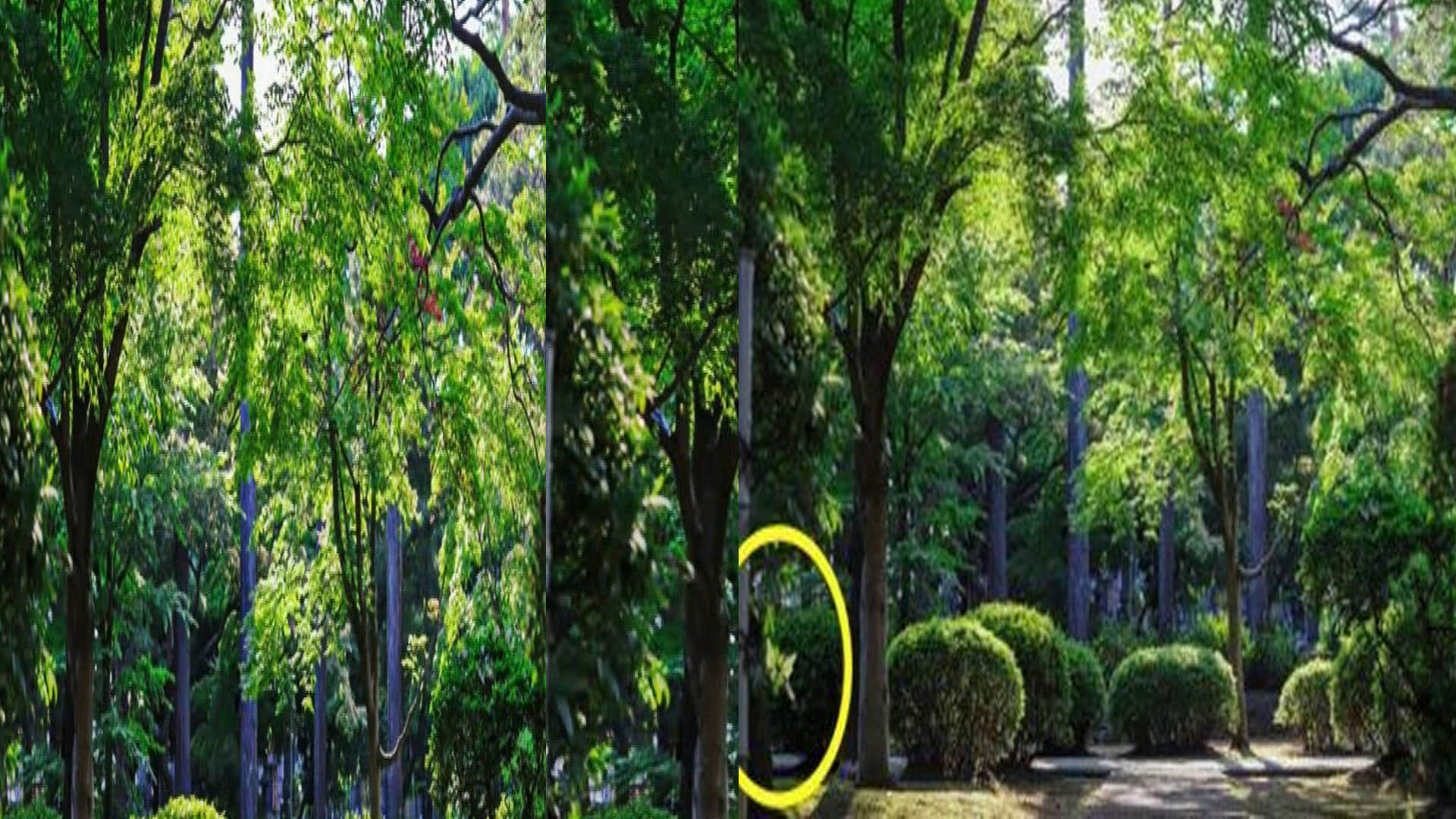 optical illusion photo picture puzzle hidden butterfly in this brainstorming photo google trends