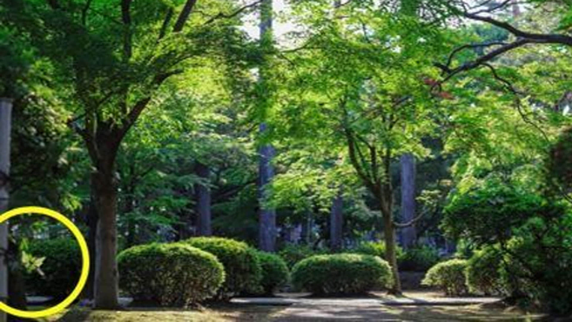 optical illusion photo picture puzzle hidden butterfly in this brainstorming photo google trends