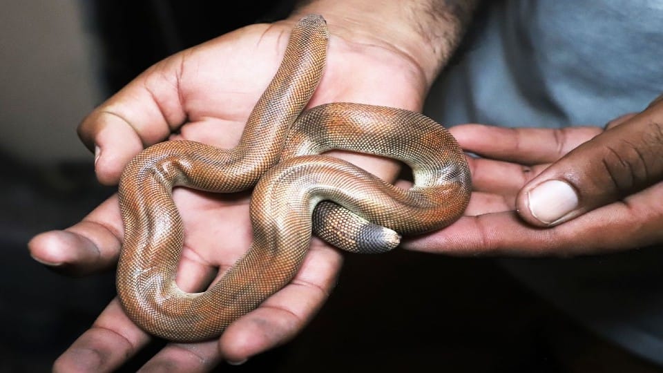 Wildlife SOS Rapid Response Unit rescues snakes and monitor lizards in Agra