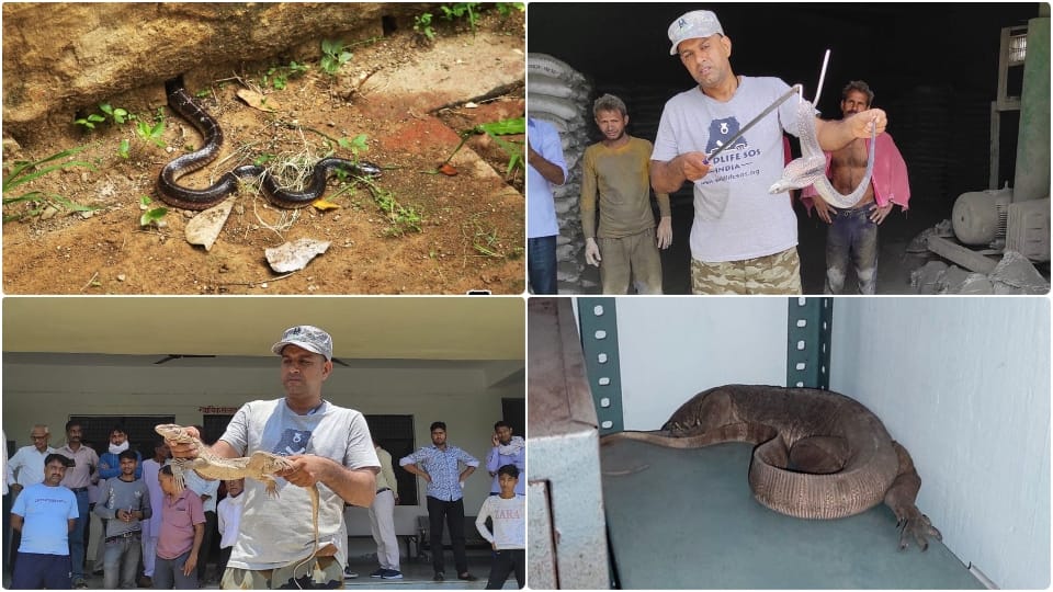 Wildlife SOS Rapid Response Unit rescues snakes and monitor lizards in Agra