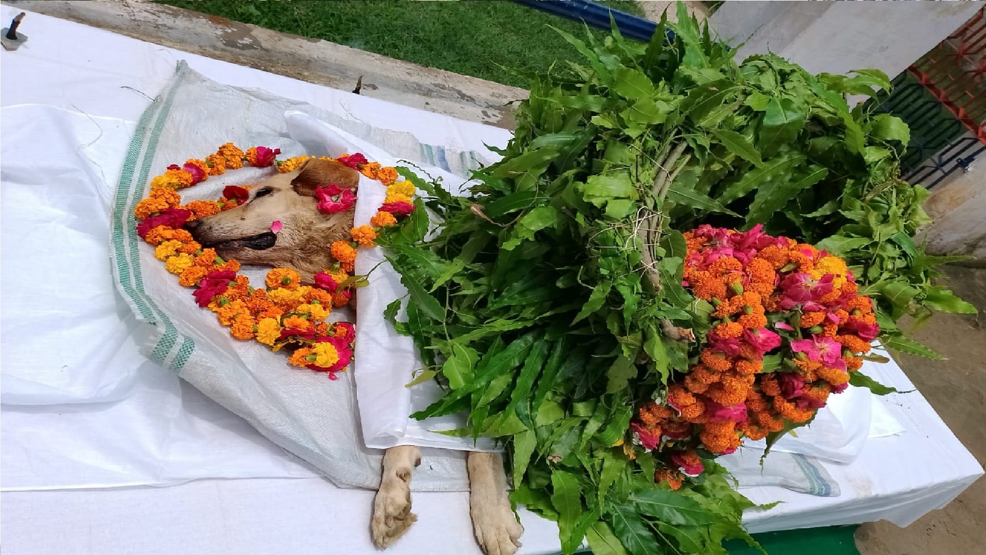 Sniper dog Dolly posted in 15th Corps PAC dies