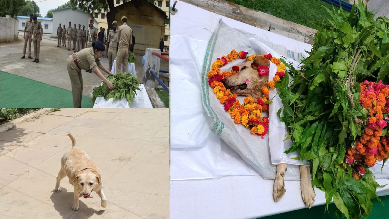Sniper dog Dolly posted in 15th Corps PAC dies