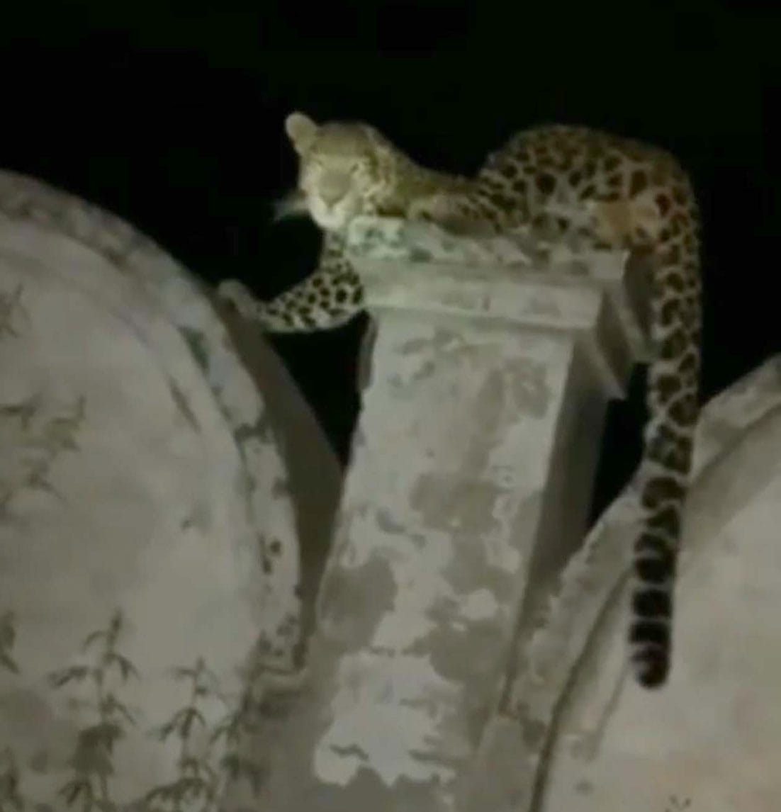 Video of leopard sitting on wall goes viral