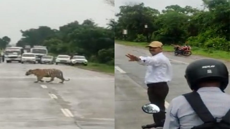 police stopped traffic for tiger see viral video