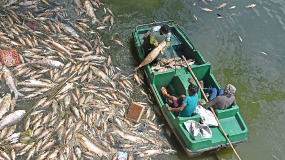 Large number of dead fish were found in Sukhna Regulatory in Chandigarh