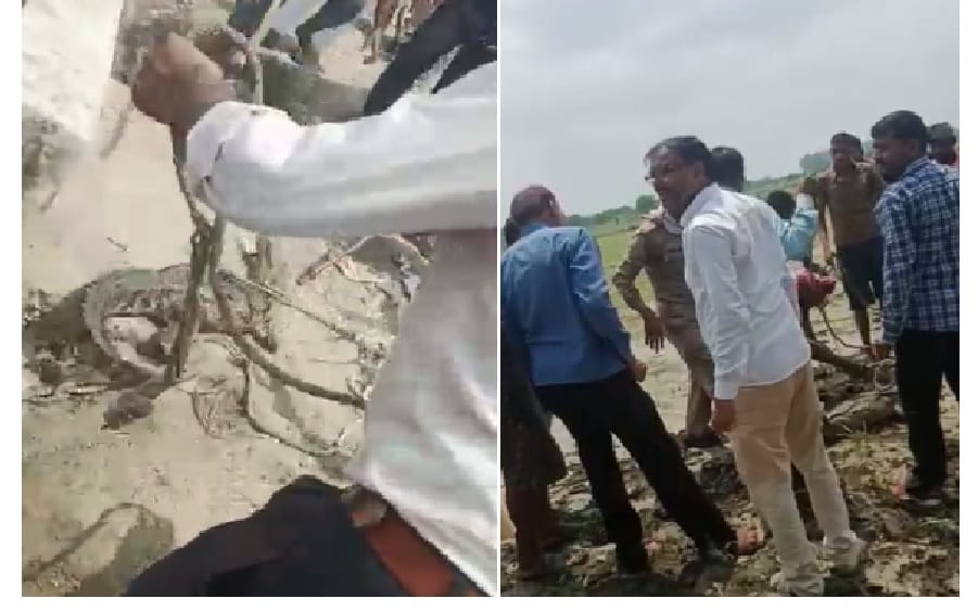 Crocodile reached the locality of Jalaun district, forest department rescued and released it in Betwa river