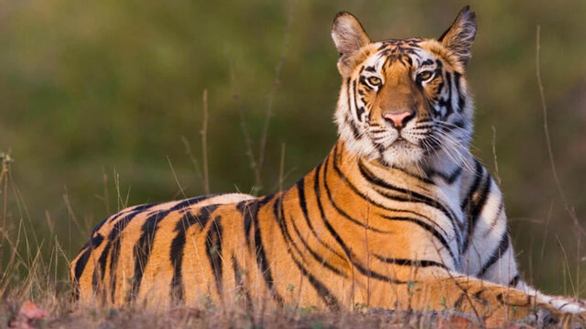 Tiger State MadhyaPradesh recorded the highest number of tiger deaths across the country, 27 deaths since 2022