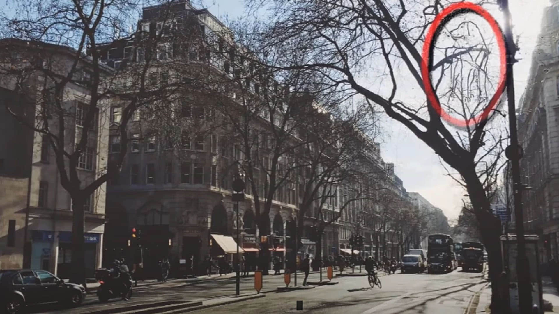 Optical Illusion Images Quiz Find a dog in This Picture Check Your Brain Power