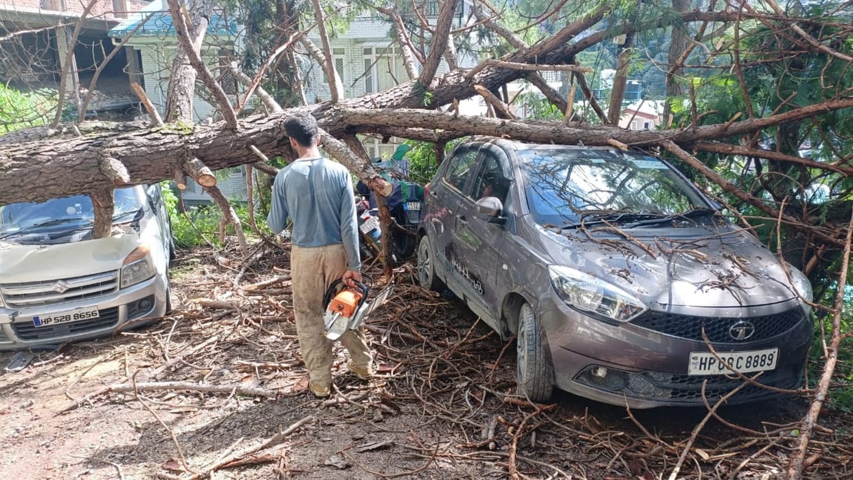 shimla news: three Cars two bikes damaged As Tree Falls In Shimla Kangnadhar