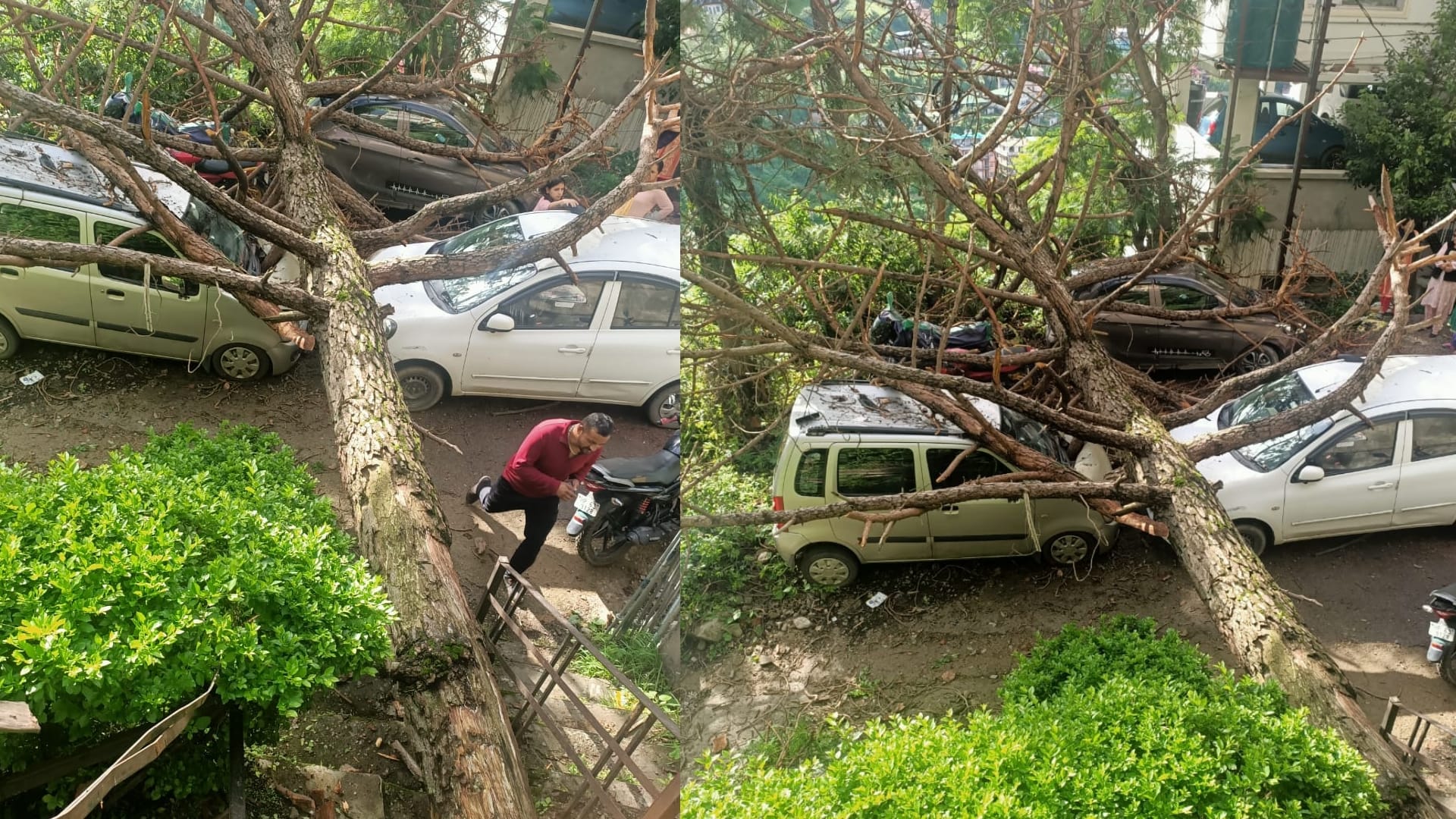 shimla news: three Cars two bikes damaged As Tree Falls In Shimla Kangnadhar