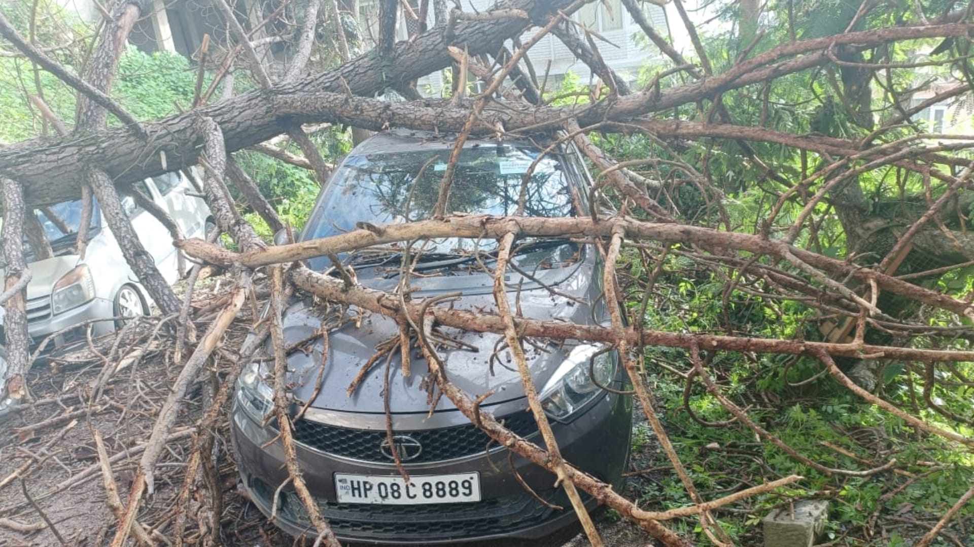 shimla news: three Cars two bikes damaged As Tree Falls In Shimla Kangnadhar