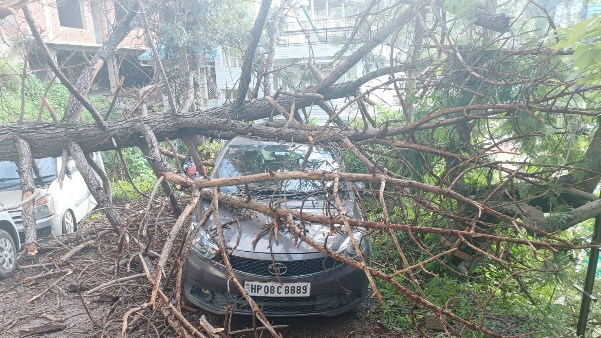 shimla news: three Cars two bikes damaged As Tree Falls In Shimla Kangnadhar