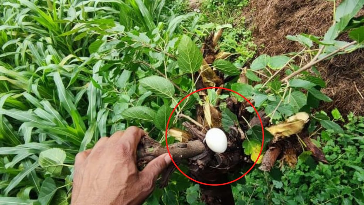 himachal news: Shaligram Bhagwan interesting story in Mandi Himachal Pardesh