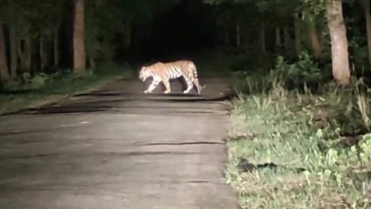 Three cubs were seen walking on the road in Pench Tiger Reserve, tourists captured the exciting sight on camer