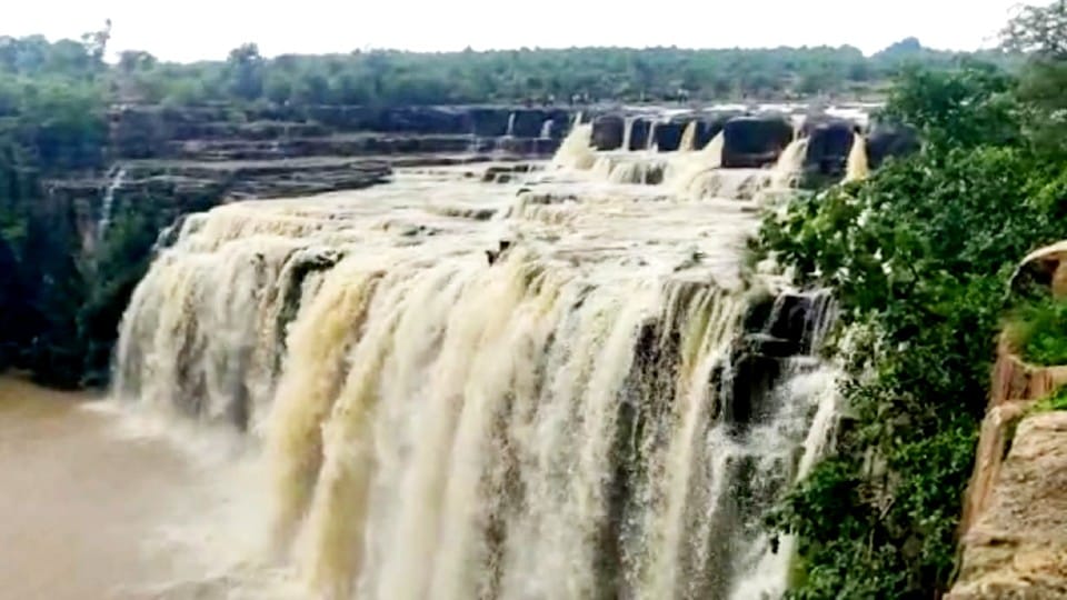 Shivpuri: Waterfall starts at Pawa after good rain, water falling from 100 feet height