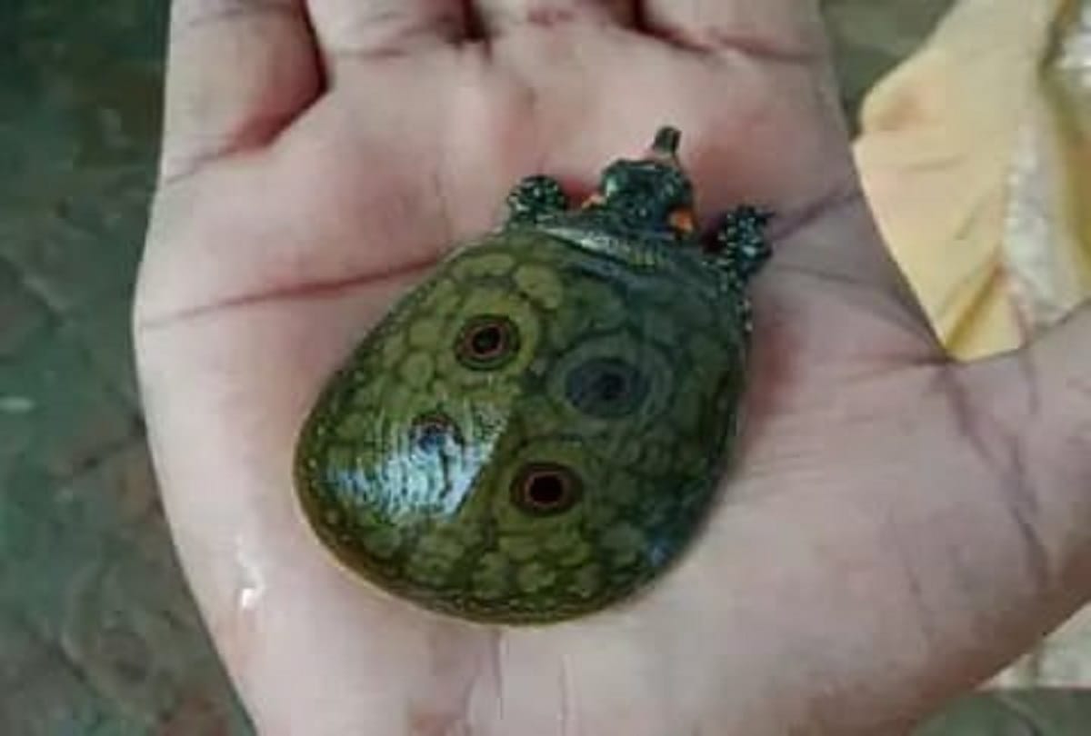 Four spotted tortoise found near Markandeya Mahadev Dham in varana
