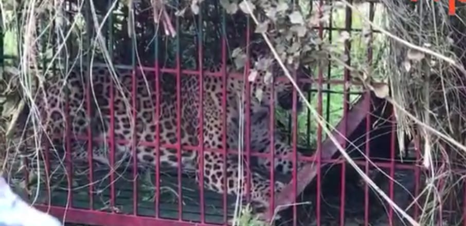 Leopard came in cage, forest workers left in the forest