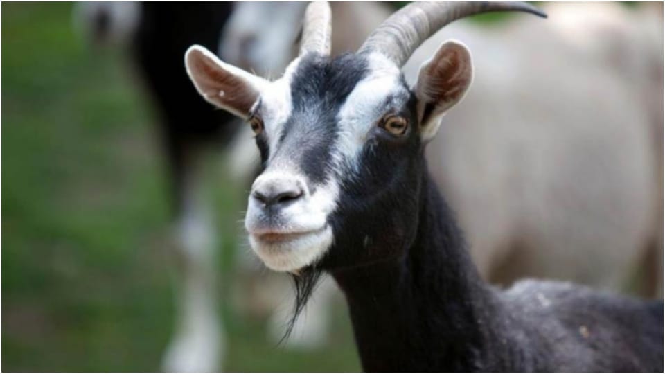Jaipur police stole and sold goat for two thousand MLA Ved Prakash Solanki