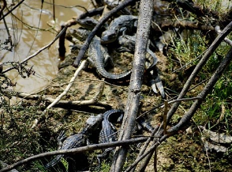 There is a good chance of good growth in the family of crocodiles in Dudhwa