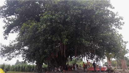 Shradh Paksha these plants according to the dead members of the family