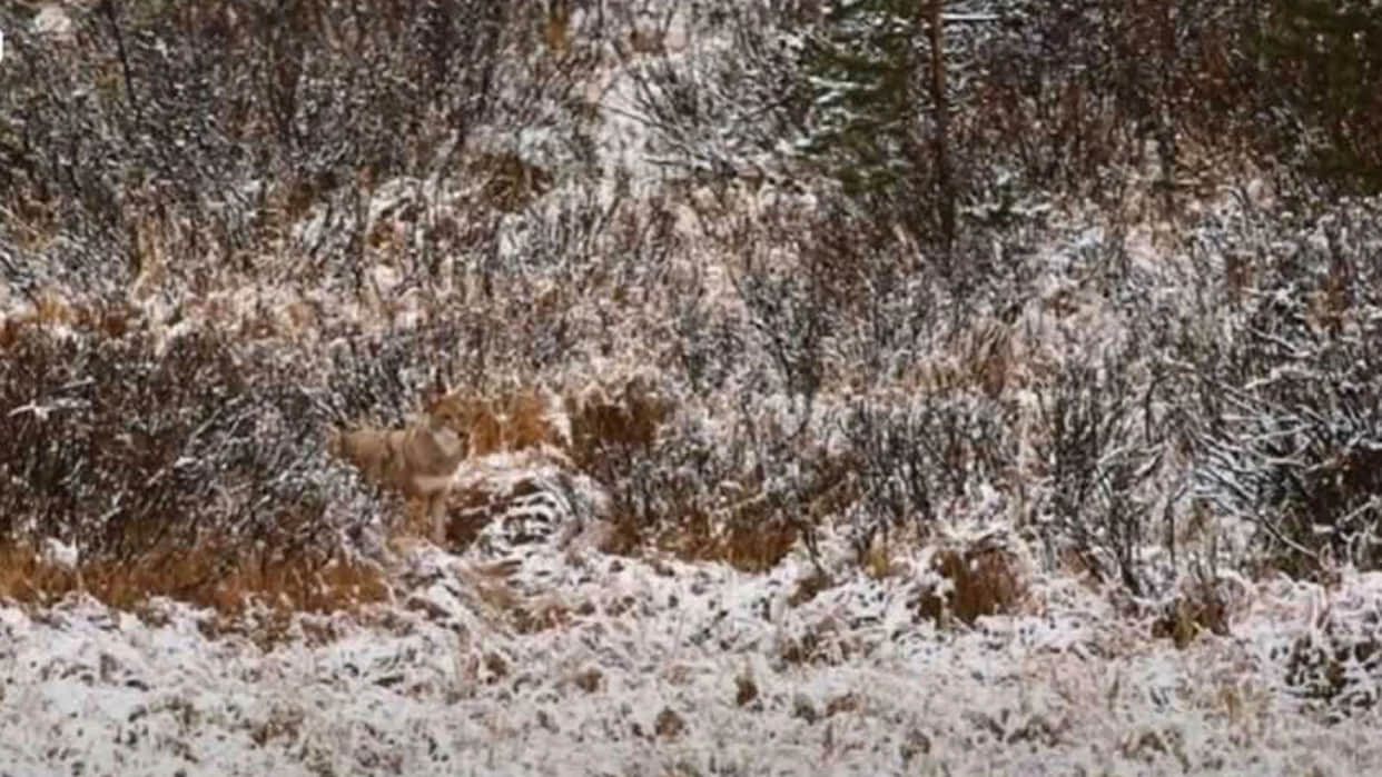 Optical Illusion Images Test Your Brain Find Out a Hidden Wolf in front of Snowy Hilly See in Photos
