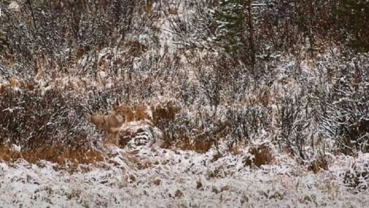 Optical Illusion Images Test Your Brain Find Out a Hidden Wolf in front of Snowy Hilly See in Photos