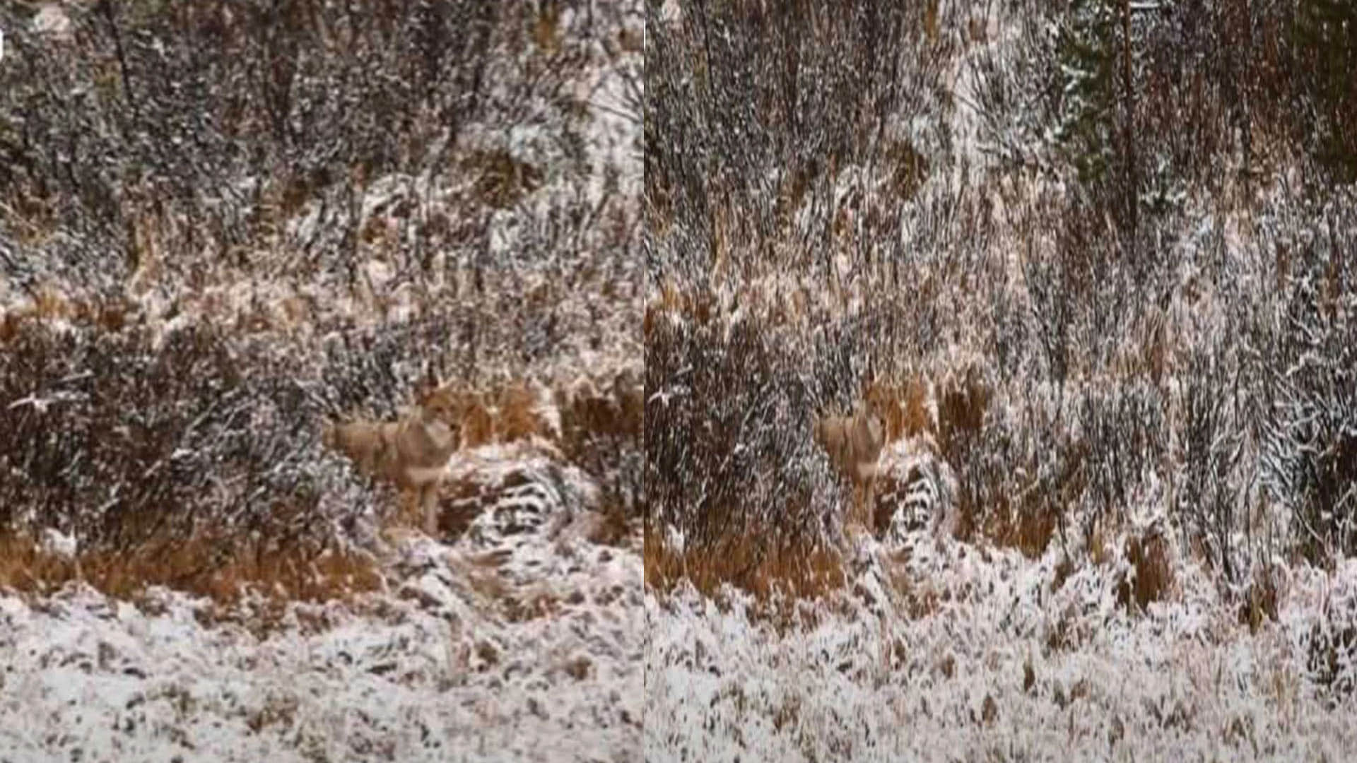 Optical Illusion Images Test Your Brain Find Out a Hidden Wolf in front of Snowy Hilly See in Photos