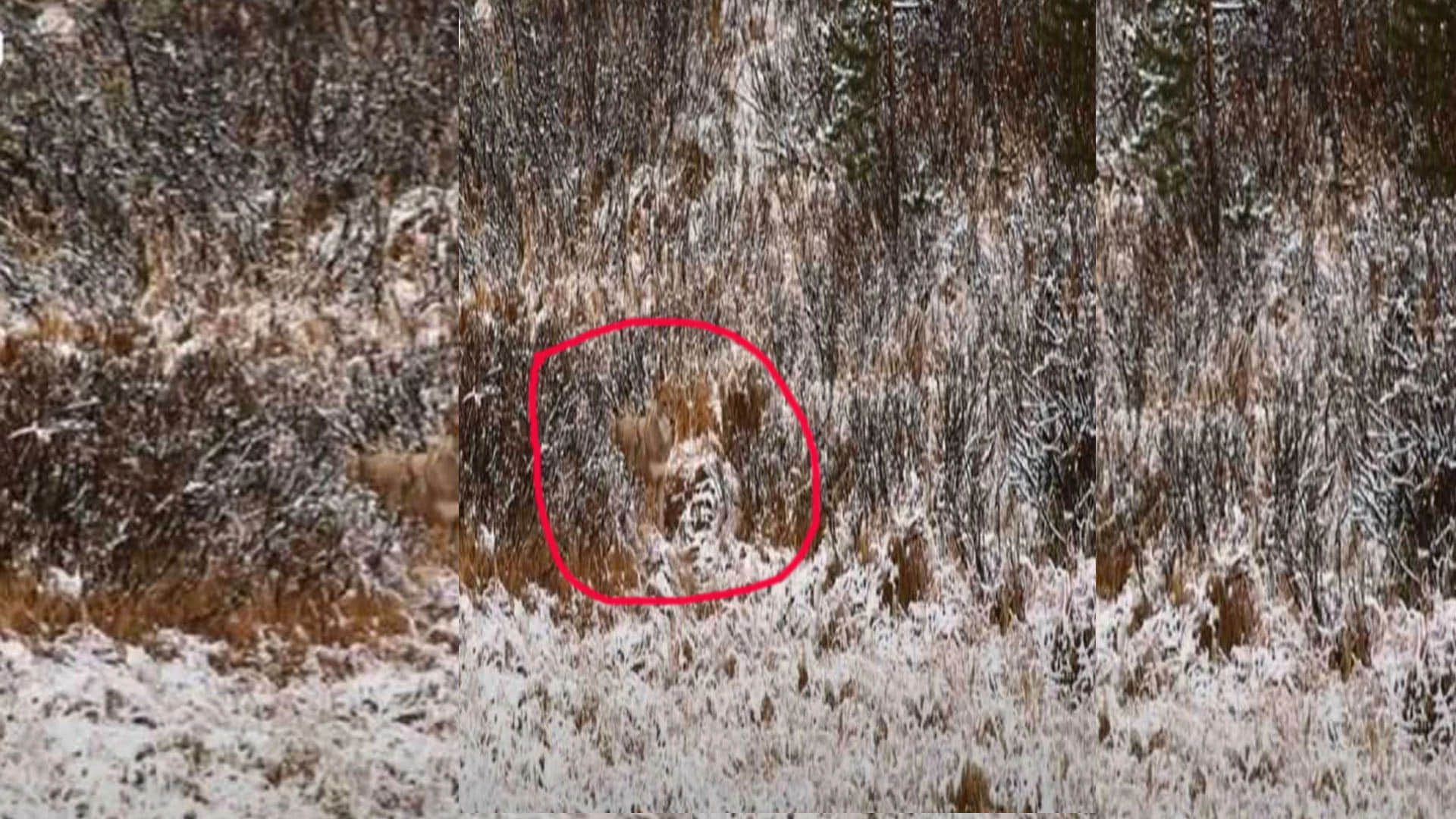 Optical Illusion Images Test Your Brain Find Out a Hidden Wolf in front of Snowy Hilly See in Photos