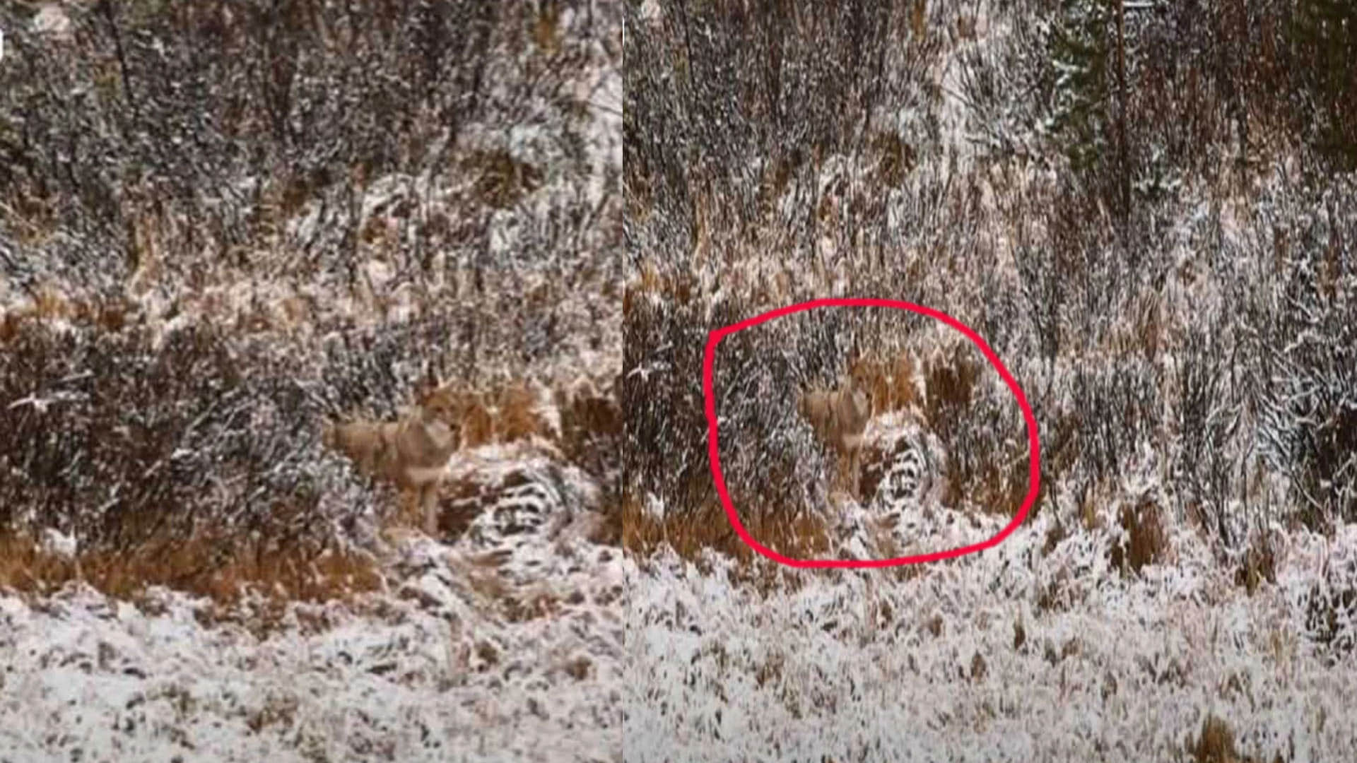 Optical Illusion Images Test Your Brain Find Out a Hidden Wolf in front of Snowy Hilly See in Photos