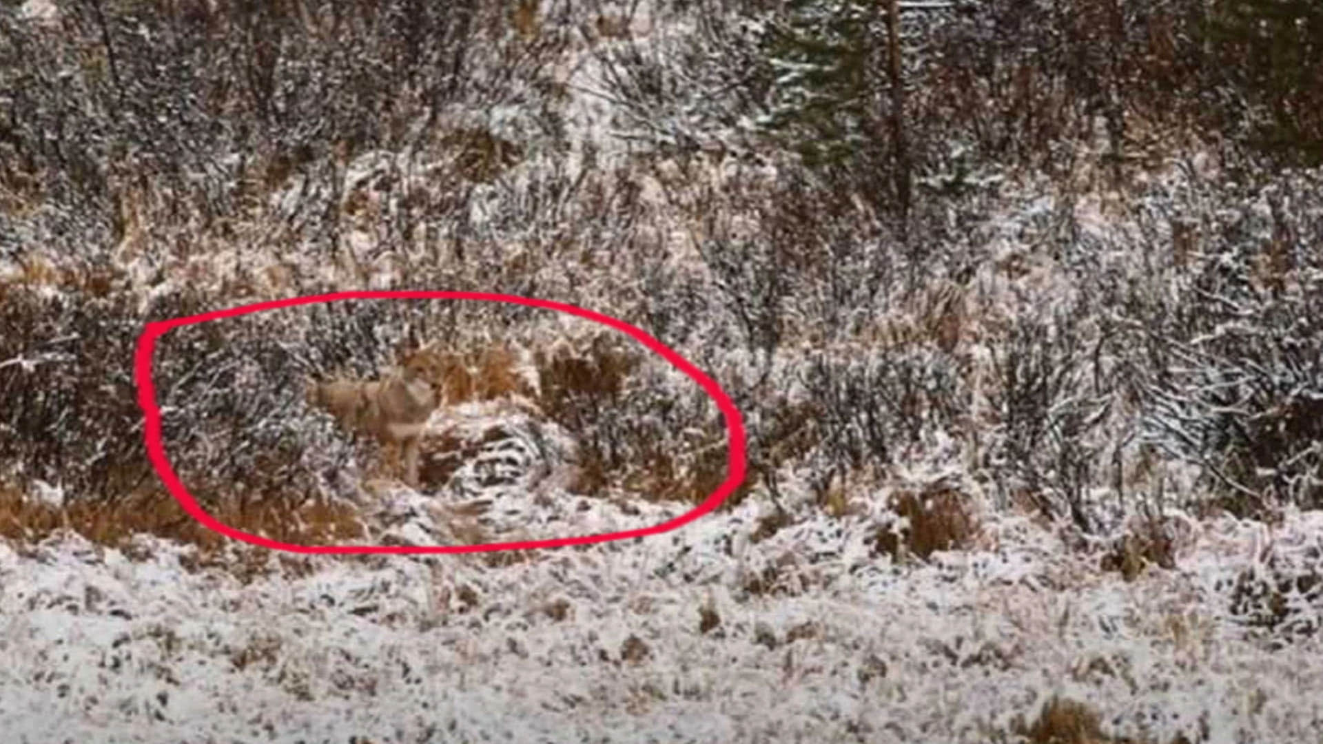 Optical Illusion Images Test Your Brain Find Out a Hidden Wolf in front of Snowy Hilly See in Photos