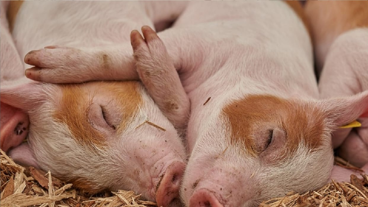 African fever Confirmation in pigs in Kanpur