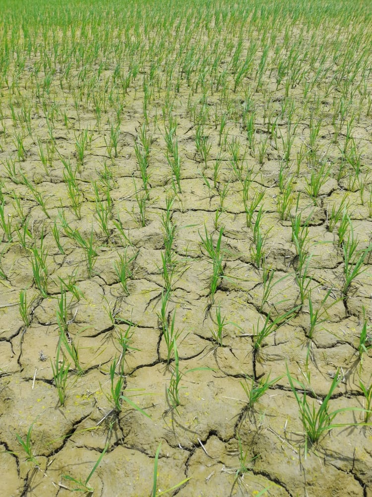 Dry clouds in Sawan, paddy fields drying up