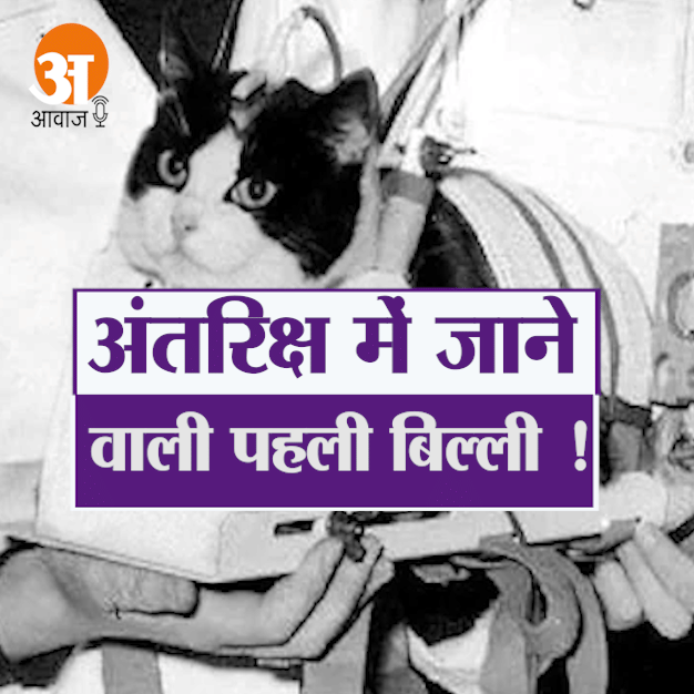 Do you know about first cat in space