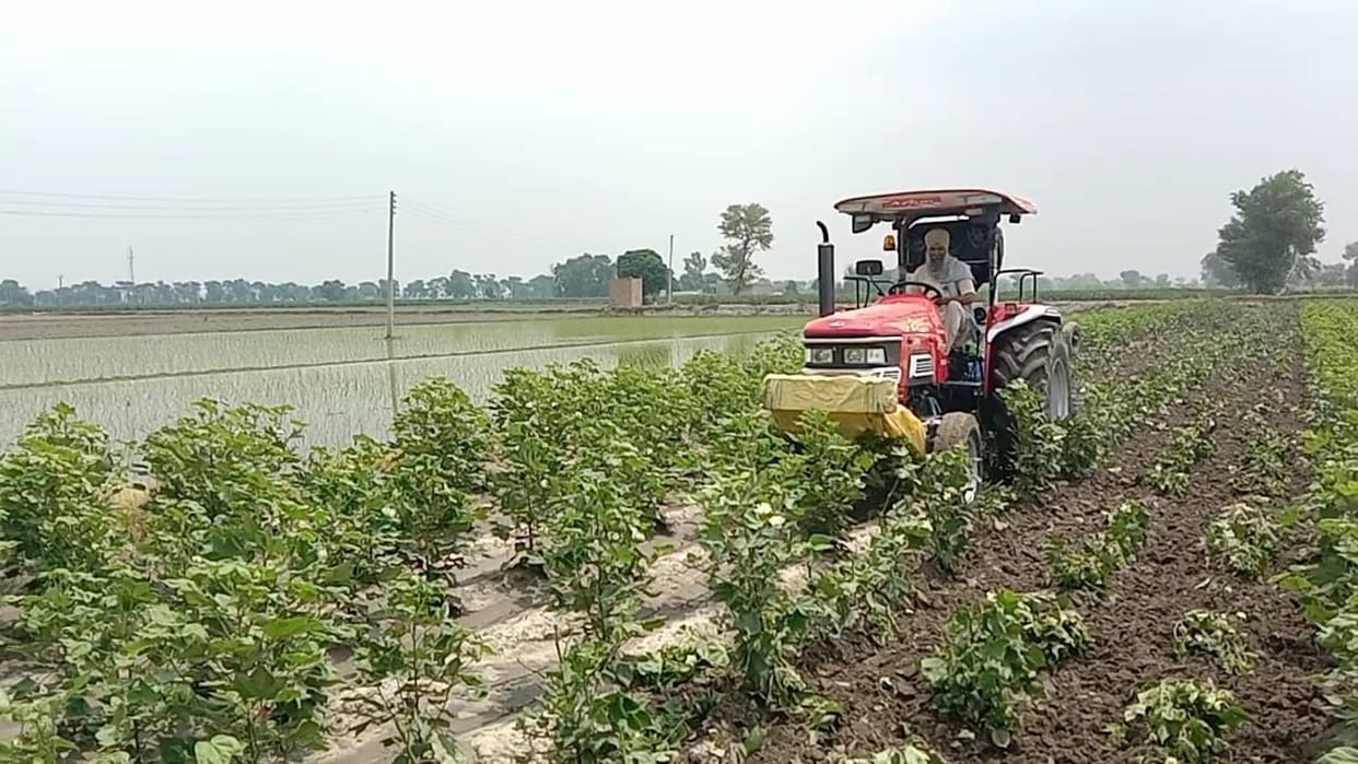 Farmer plowed the damaged soft crop