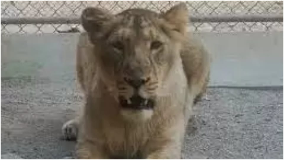 Lioness Srishti Missing For 24 Hours Nahargarh Biological Park Jaipur