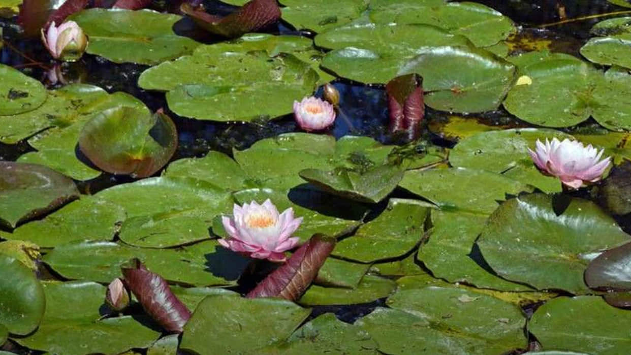 Optical Illusion brain Test Find Out The Hidden Frog from Image See in Photos