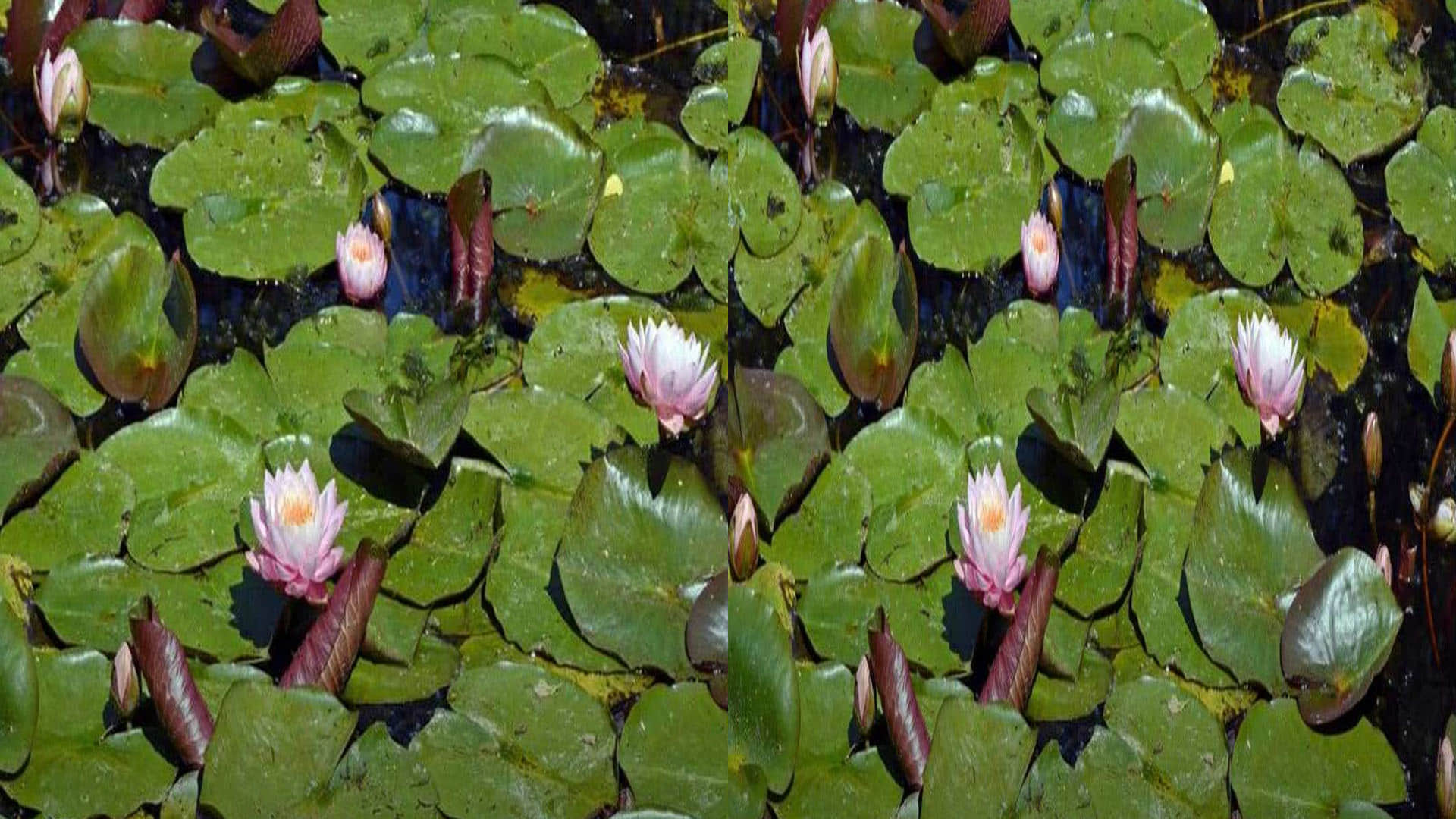 Optical Illusion brain Test Find Out The Hidden Frog from Image See in Photos