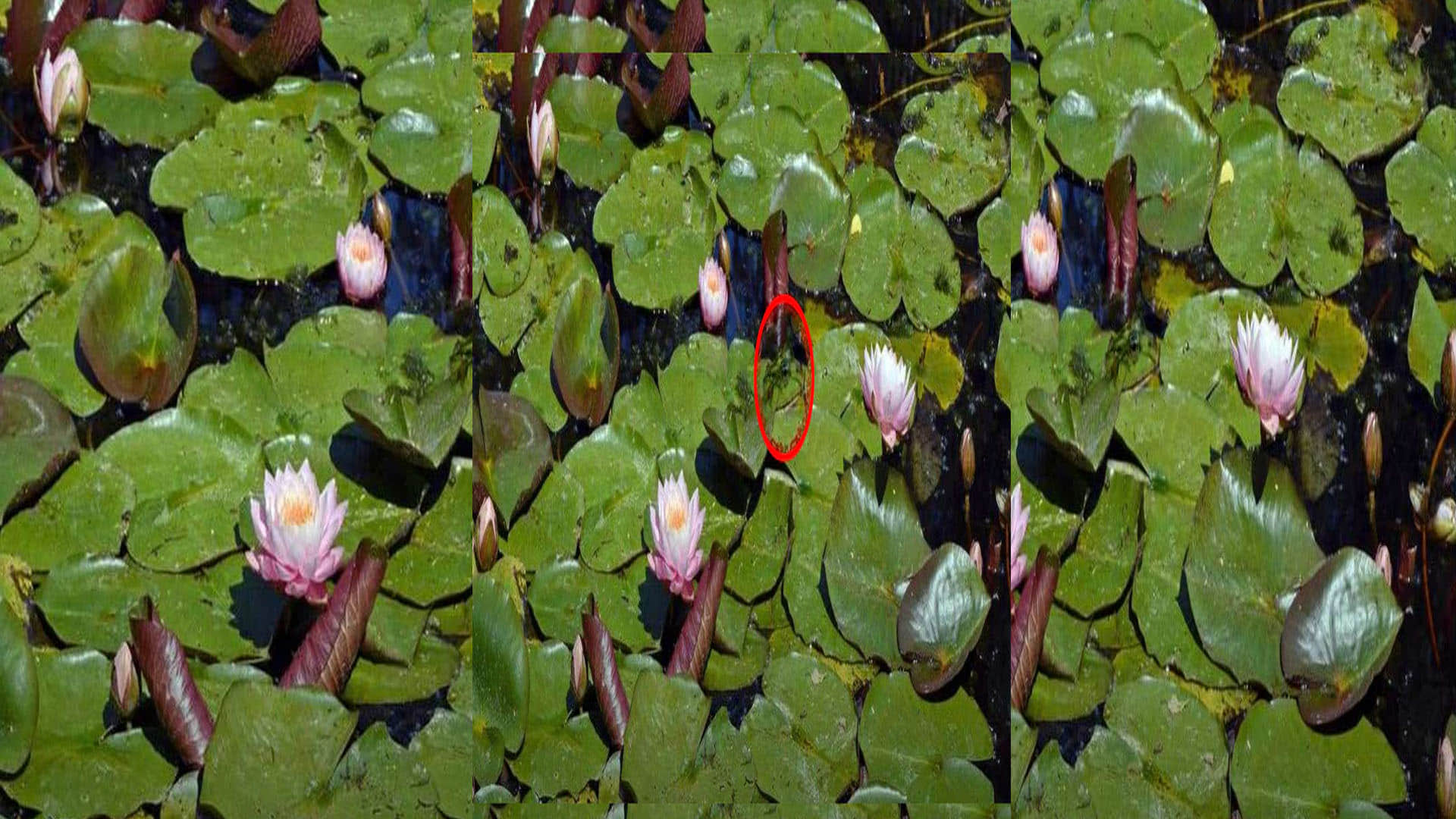 Optical Illusion brain Test Find Out The Hidden Frog from Image See in Photos