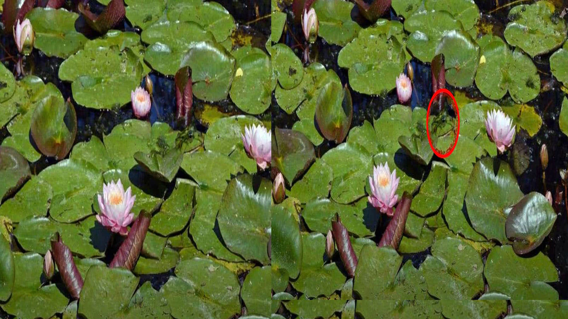 Optical Illusion brain Test Find Out The Hidden Frog from Image See in Photos