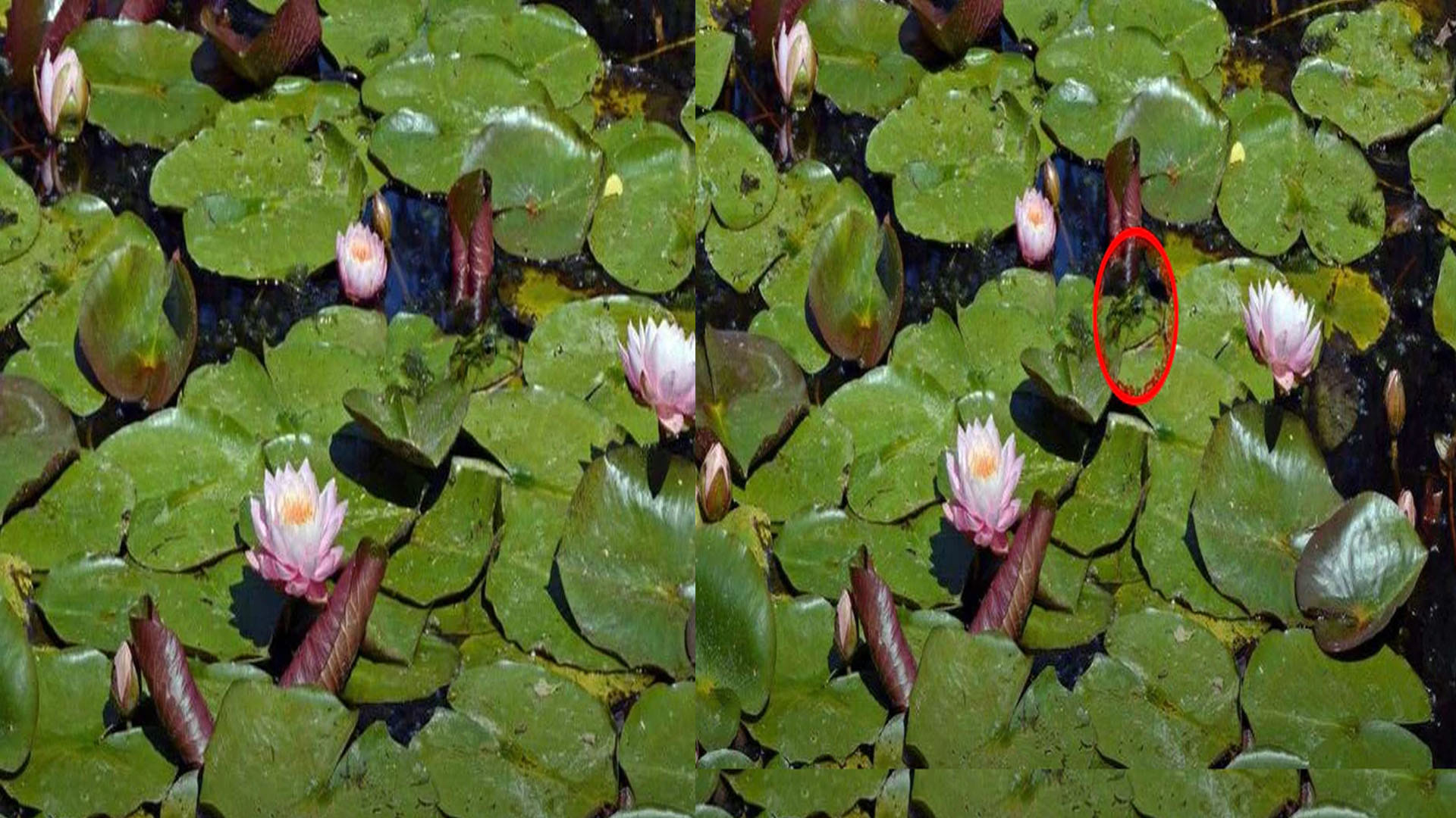 Optical Illusion brain Test Find Out The Hidden Frog from Image See in Photos