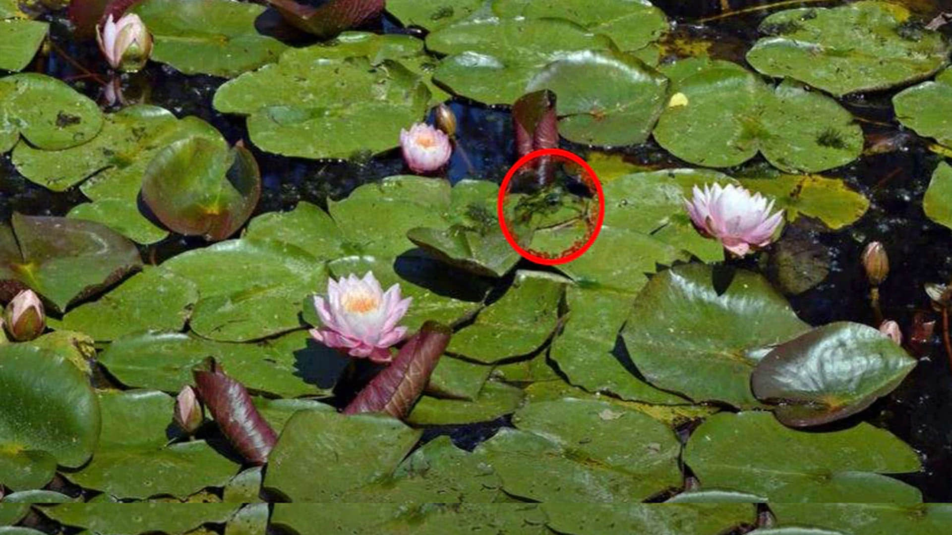 Optical Illusion brain Test Find Out The Hidden Frog from Image See in Photos