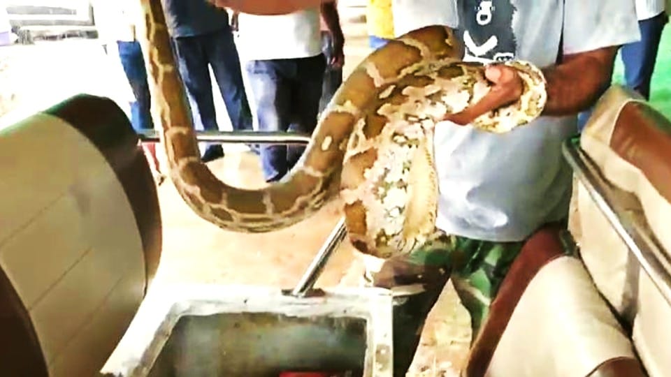Eight feet long python found in e-rickshaw near Taj Mahal