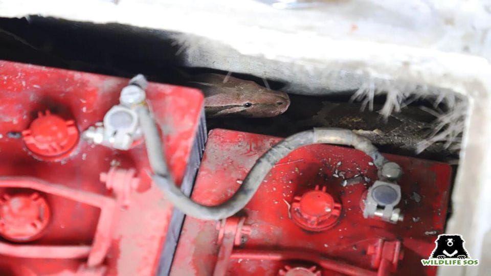 Eight feet long python found in e-rickshaw near Taj Mahal
