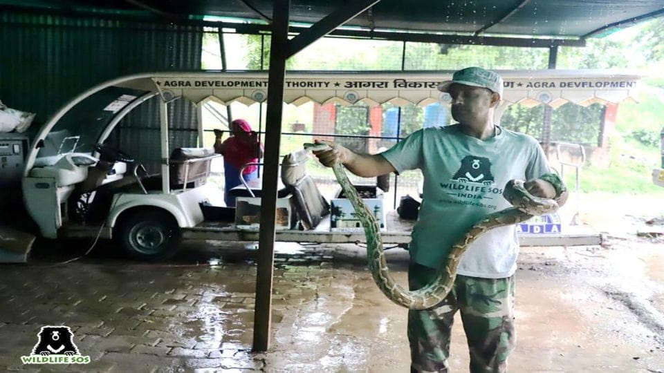 Eight feet long python found in e-rickshaw near Taj Mahal