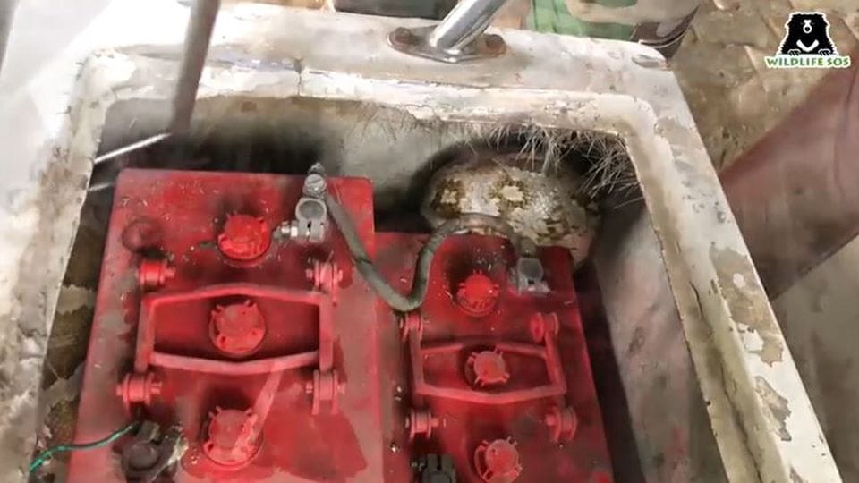 Eight feet long python found in e-rickshaw near Taj Mahal